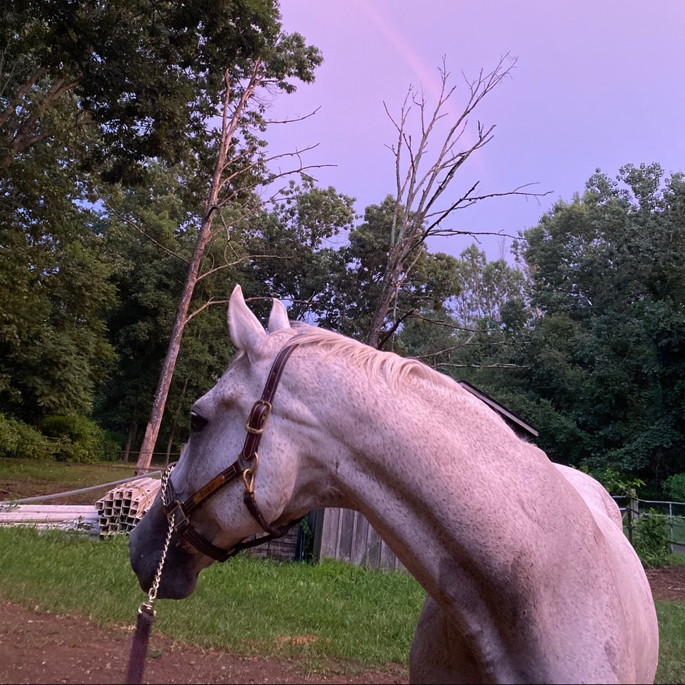 Meet your Posher, Monica